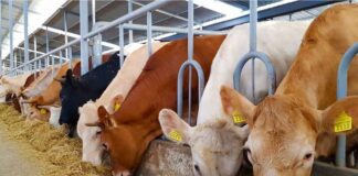 Hayvancılık Festivalleri, Kırsal Kültürün Renkli Yüzü Hayvancılık, insanlık tarihinin en eski ekonomik faaliyetlerinden biri olarak hem kırsal yaşamın hem de geleneksel kültürlerin merkezinde yer alıyor. Bu kadim uğraş, bugün yalnızca geçim kaynağı değil; aynı zamanda kültürel mirasın ve toplumsal birlikteliğin önemli bir parçası olarak yeniden keşfediliyor. İşte bu yeniden keşif sürecinde hayvancılık festivalleri, büyük bir rol oynuyor. Konulu bir haber görseli.