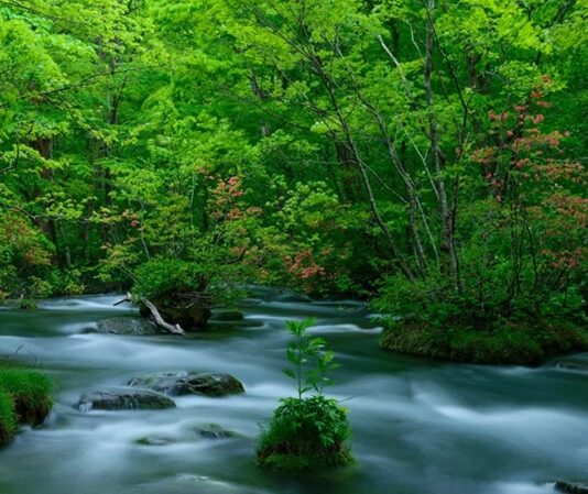 Doğa İçin Buluşma Noktası Çevre ve Sürdürülebilirlik Festivalleri Günümüzde çevre sorunlarının artmasıyla birlikte, doğayla daha bilinçli bir ilişki kurma ihtiyacı da giderek önem kazanıyor. Bu farkındalıkla birlikte düzenlenen çevre ve sürdürülebilirlik festivalleri, doğa dostu yaşamı teşvik eden en etkili etkinliklerden biri haline gelmiş durumda. Geri dönüşümden temiz enerjiye, organik üretimden karbon ayak izine kadar birçok farklı konunun işlendiği bu festivaller, sadece eğlenceli değil aynı zamanda öğretici deneyimler sunuyor. Konulu bir haber görseli.