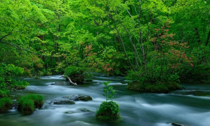 Doğa İçin Buluşma Noktası Çevre ve Sürdürülebilirlik Festivalleri Günümüzde çevre sorunlarının artmasıyla birlikte, doğayla daha bilinçli bir ilişki kurma ihtiyacı da giderek önem kazanıyor. Bu farkındalıkla birlikte düzenlenen çevre ve sürdürülebilirlik festivalleri, doğa dostu yaşamı teşvik eden en etkili etkinliklerden biri haline gelmiş durumda. Geri dönüşümden temiz enerjiye, organik üretimden karbon ayak izine kadar birçok farklı konunun işlendiği bu festivaller, sadece eğlenceli değil aynı zamanda öğretici deneyimler sunuyor. Konulu bir haber görseli.